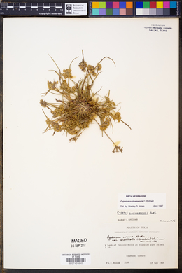 Cyperus surinamensis image