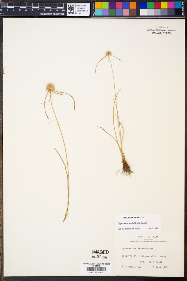 Cyperus seslerioides image