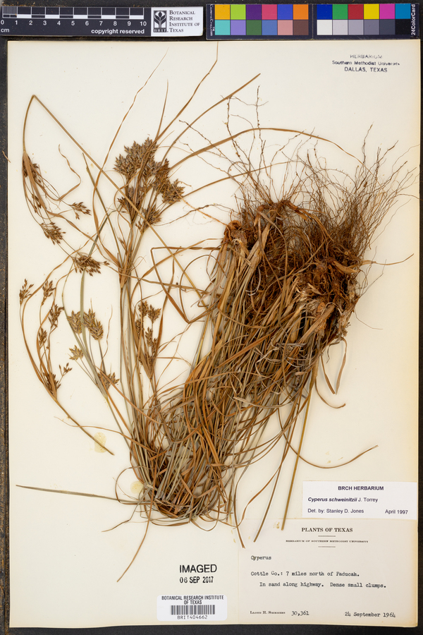 Cyperus schweinitzii image