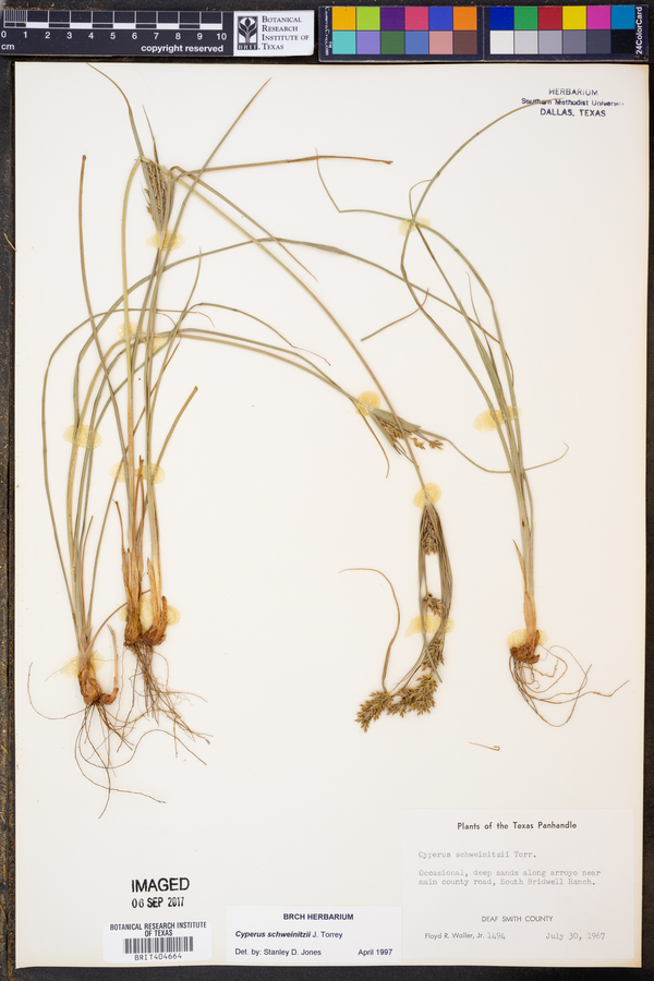 Cyperus schweinitzii image