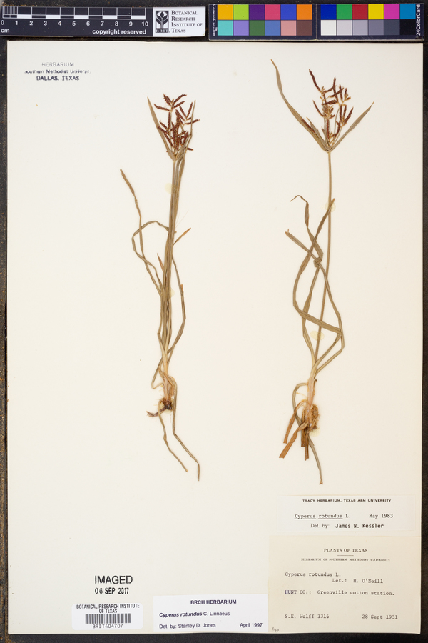 Cyperus rotundus image
