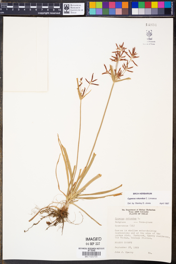 Cyperus rotundus image