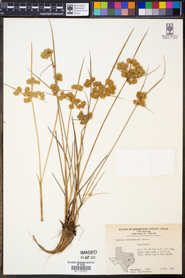 Cyperus surinamensis image