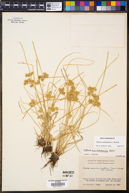 Cyperus surinamensis image