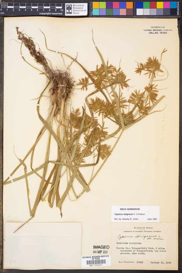 Cyperus strigosus image