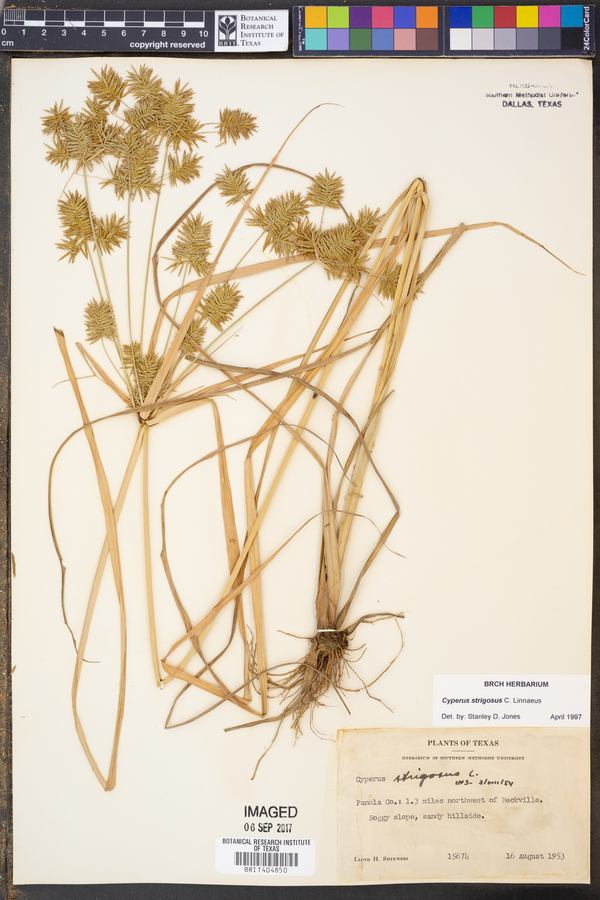 Cyperus strigosus image