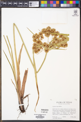 Cyperus virens image