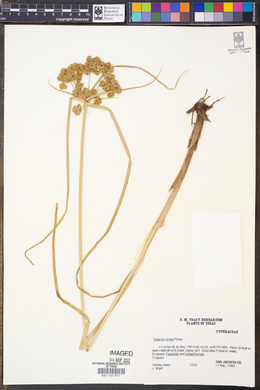 Cyperus virens image