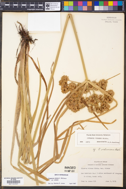 Cyperus virens image