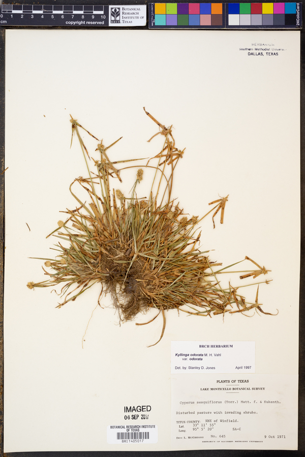 Kyllinga odorata var. odorata image