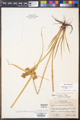 Cyperus virens image