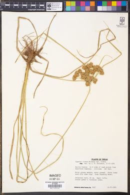 Cyperus virens image