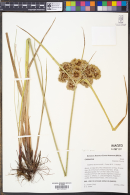 Cyperus virens image