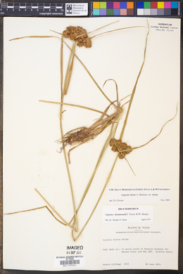 Cyperus virens image