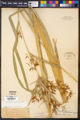Rhynchospora corniculata image