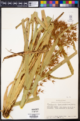 Rhynchospora corniculata image