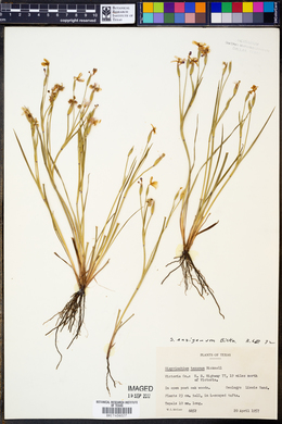 Sisyrinchium ensigerum image