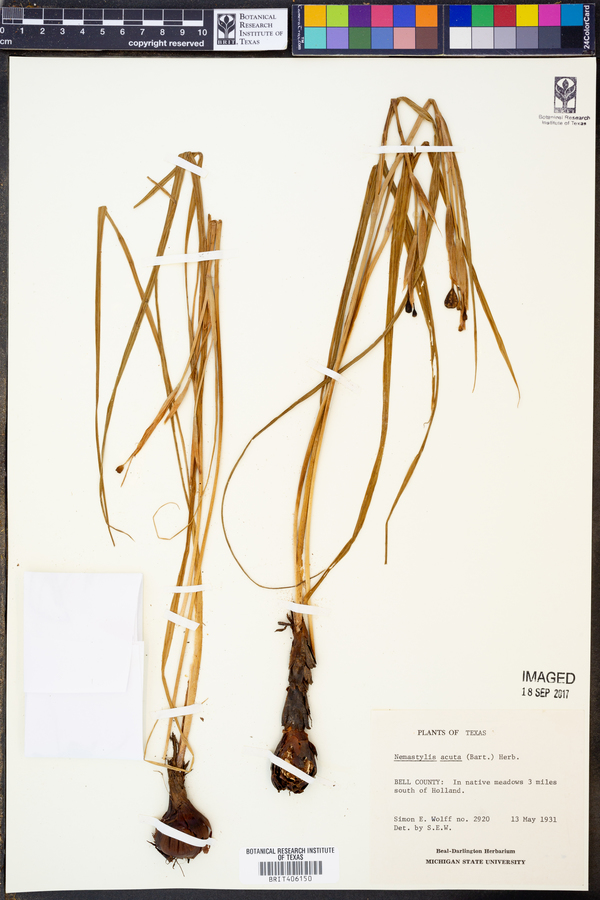Nemastylis acuta image