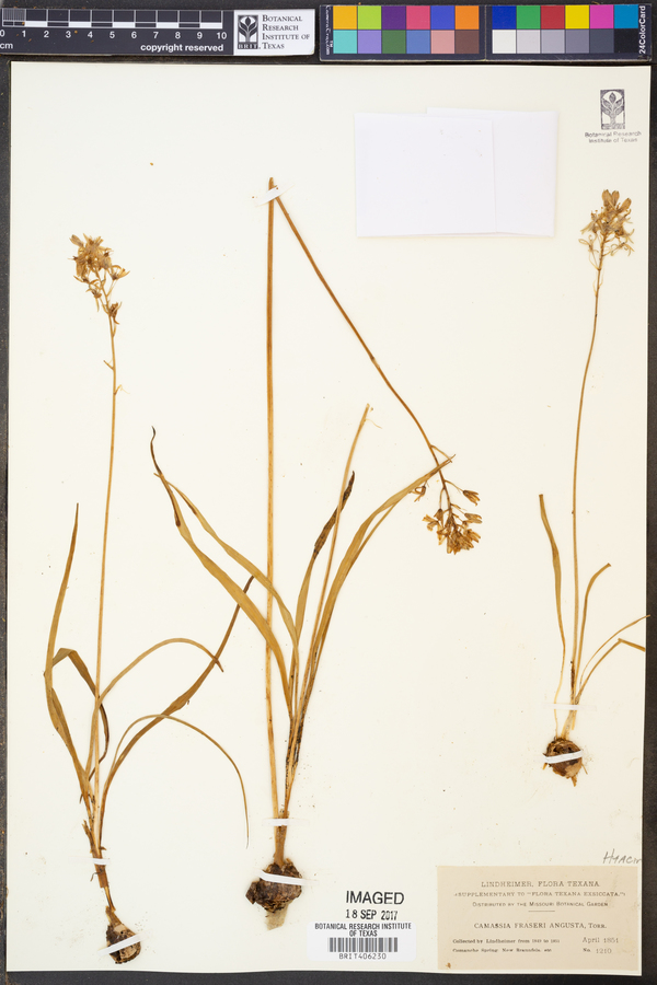 Camassia fraseri image