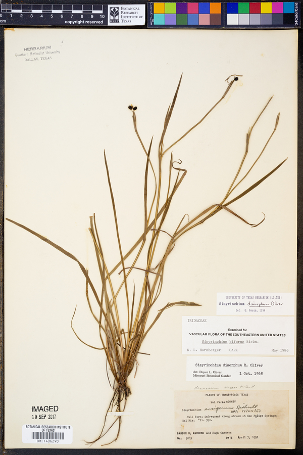 Sisyrinchium dimorphum image