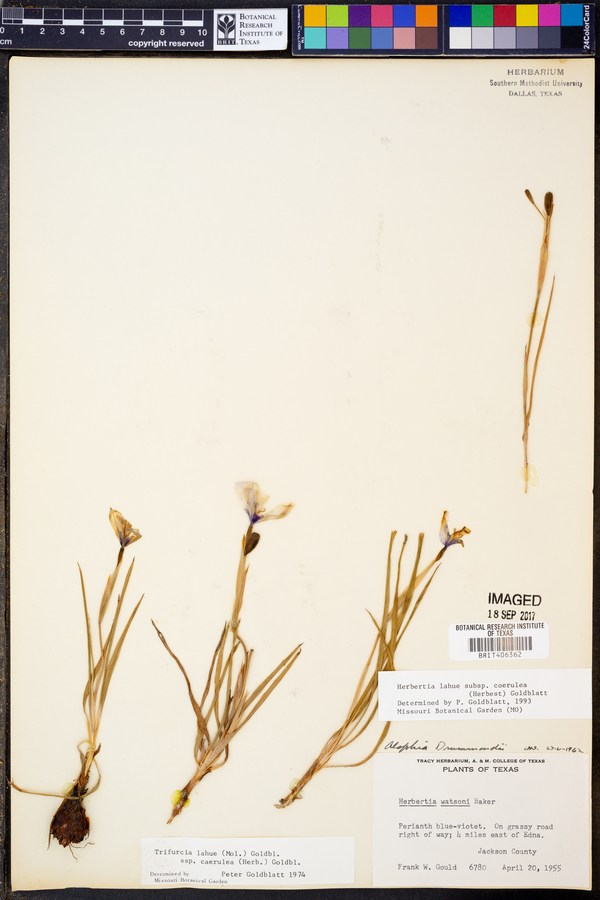 Herbertia lahue subsp. caerulea image