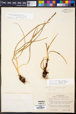 Herbertia lahue subsp. caerulea image