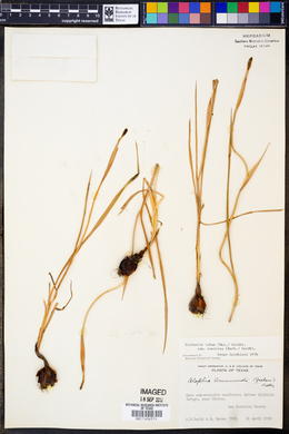 Trifurcia lahue subsp. caerulea image