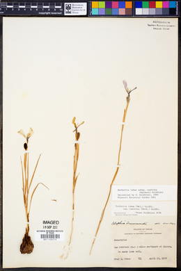 Herbertia lahue subsp. caerulea image