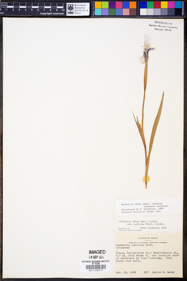 Herbertia lahue image