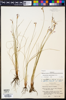 Sisyrinchium sagittiferum image