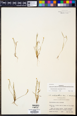 Sisyrinchium rosulatum image