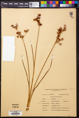 Juncus brachycarpus image