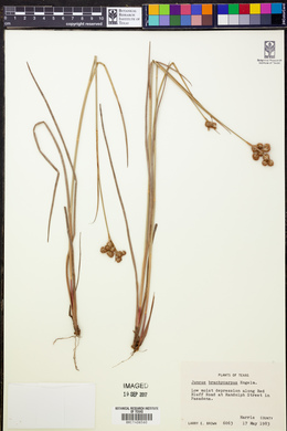 Juncus brachycarpus image