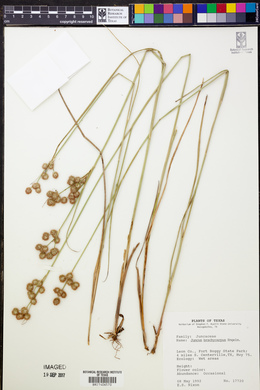 Juncus brachycarpus image