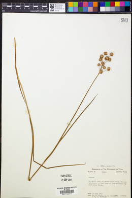 Juncus brachycarpus image