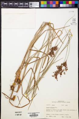 Juncus biflorus image