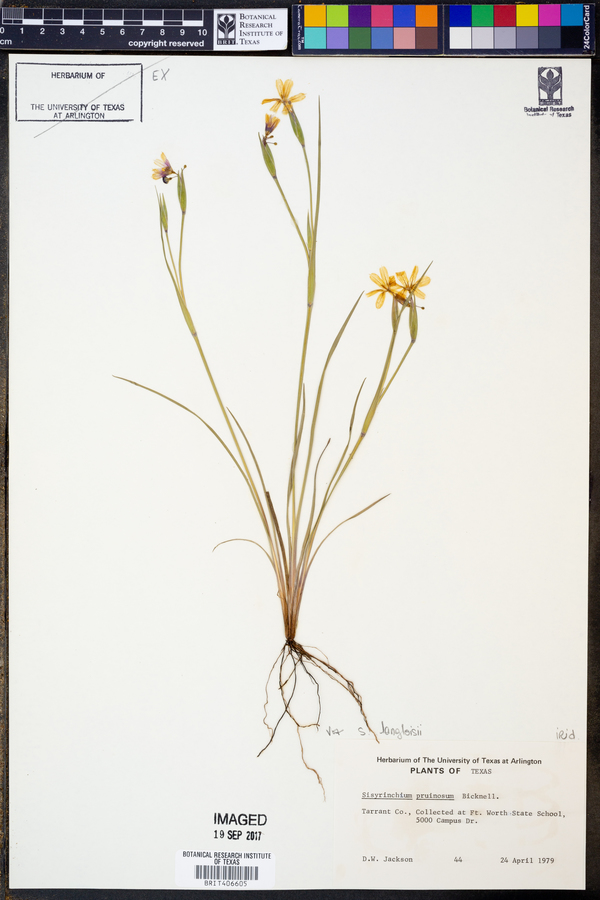 Sisyrinchium langloisii image