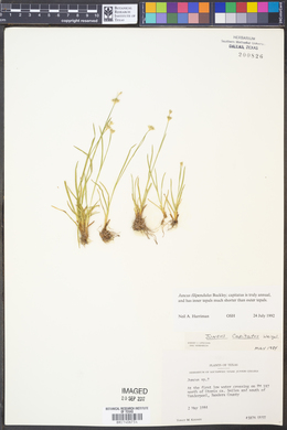 Juncus filipendulus image