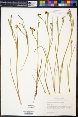 Sisyrinchium ensigerum image