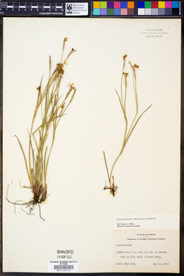 Sisyrinchium ensigerum image