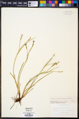 Sisyrinchium ensigerum image