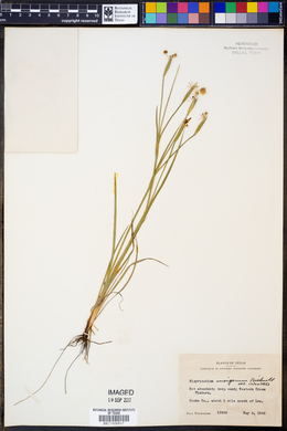 Sisyrinchium ensigerum image