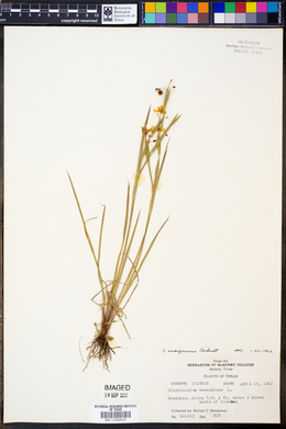 Sisyrinchium ensigerum image