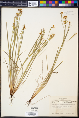 Sisyrinchium ensigerum image