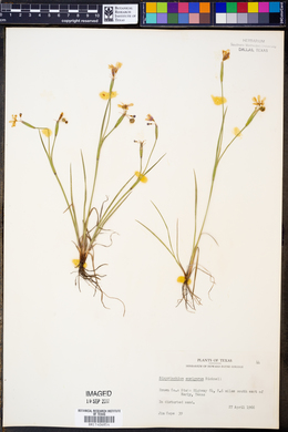 Sisyrinchium ensigerum image