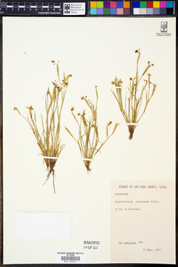 Sisyrinchium ensigerum image