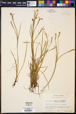 Sisyrinchium ensigerum image