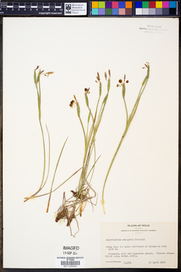 Sisyrinchium ensigerum image