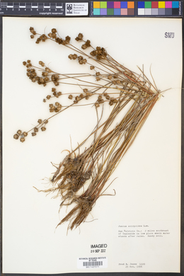 Juncus scirpoides image