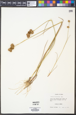 Juncus scirpoides image